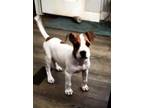 Adopt Google a Jack Russell Terrier