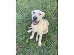 Adopt Nigel - Nemo theme litter a Labrador Retriever
