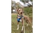 Adopt Victor a Labrador Retriever, Pit Bull Terrier