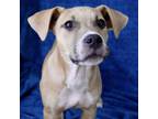 Adopt Munster a Australian Kelpie