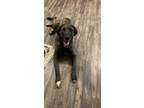 Adopt Big E a Labrador Retriever, Great Dane