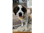 Adopt Brooklyn a Saint Bernard