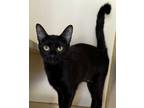Adopt Morticia a Domestic Short Hair