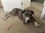 Pogo Great Dane Adult Female