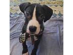 Leo Mixed Breed (Large) Puppy Male