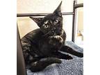 Oreo 4 Domestic Shorthair Kitten Female