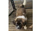 Isabelle St. Bernard Puppy Female