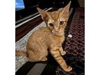 Phoenix 7 Domestic Shorthair Kitten Male