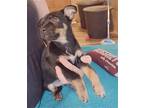 Black Jack Jack Russell Terrier Puppy Male