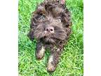 Harper Cockapoo Puppy Male