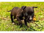 Raven Bethea Puppy Female