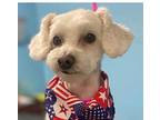 Vinnie Poodle (Standard) Adult Male