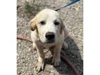 Bumble Labrador Retriever Puppy Male