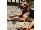 Sally Hound (Unknown Type) Young Female
