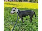 MUSTARD American Pit Bull Terrier Young Male