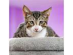 Stubberfield Domestic Shorthair Kitten Female