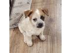 Cash Chihuahua Puppy Male