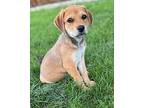 Michael Mixed Breed (Medium) Puppy Male