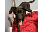 Banksy Mixed Breed (Medium) Puppy Male
