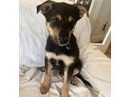 Preston Mixed Breed (Medium) Puppy Male