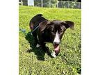 CULVER* Akbash Young Male