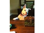 Archie, Staffordshire Bull Terrier For Adoption In Schertz, Texas
