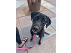 Duches, Labrador Retriever For Adoption In Las Vegas, Nevada
