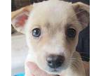 Cubby Chihuahua Puppy Male