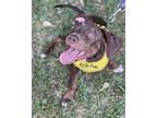 Leia, Labrador Retriever For Adoption In Macon, Georgia