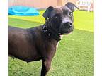Hazel, American Staffordshire Terrier For Adoption In Oceanside, California