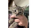 Shaggy, Domestic Shorthair For Adoption In Lewistown, Pennsylvania