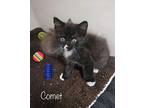Comet Domestic Shorthair Kitten Male