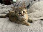 OLIVE Domestic Mediumhair Kitten Female