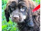 Hayes Cocker Spaniel Puppy Male