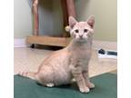 Harrison, Domestic Shorthair For Adoption In Hastings, Nebraska