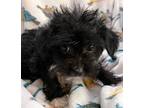 Isadora Yorkie Poo Puppy Female