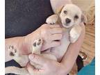 Muffin Chihuahua Puppy Female