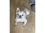 Wilbur French Bulldog Puppy Male