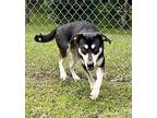 BORIS* German Shepherd Dog Adult Male