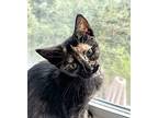 Kit-Kat 5 Domestic Shorthair Kitten Female
