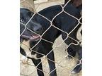 Wiggles Labrador Retriever Puppy Female