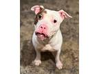 Comet, American Staffordshire Terrier For Adoption In Brownstown, Michigan