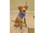 Daisy, Chesapeake Bay Retriever For Adoption In Hastings, Nebraska