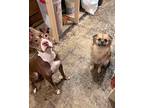 Reba, American Staffordshire Terrier For Adoption In Brownstown, Michigan