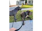 Peter Pan, American Pit Bull Terrier For Adoption In Charleston, South Carolina