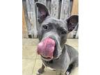 Nilla, American Pit Bull Terrier For Adoption In Sebastian, Florida