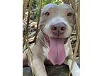 Mawana, American Pit Bull Terrier For Adoption In Davie, Florida