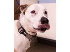Miss Molly, Staffordshire Bull Terrier For Adoption In Blountville, Tennessee