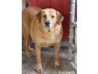 Mae (trinity), Golden Retriever For Adoption In White Plains, New York