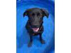 Adopt Aurora a Labrador Retriever, Shepherd